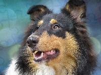 Głowa, Collie, Owczarek Szkocki Długowłosy