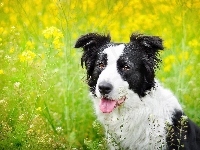 Łąka, Pies, Border collie, Rzepak