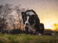 Łąka, Pies, Border collie, Trawa