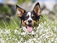 Łąka, Pies, Border Collie, Trawa