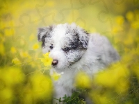 Łąka, Szczeniak, Border collie, Kwiaty