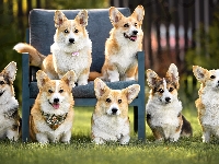Welsh corgi cardigan, Fotel, Psy