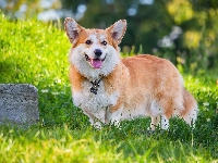 Trawa, Pies, Welsh corgi pembroke, Kamień