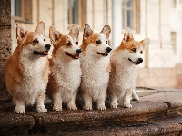 Welsh corgi pembroke, Psy, Cztery