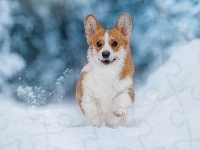 Welsh corgi pembroke, Śnieg, Pies