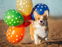 Balony, Pies, Welsh corgi pembroke, Piasek