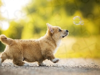 Bańki mydlane, Welsh corgi pembroke, Pies