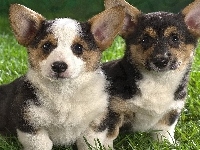 Corgi, Dwa, Pieski, Trawa