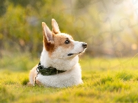 Pies, Trawa, Welsch corgi pembroke, Bokeh, Obroża