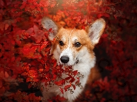 Pies, Krzew, Welsh corgi pembroke, Liście, Czerwone