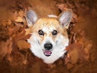 Pies, Liście, Welsh corgi pembroke, Pysk, Uszy