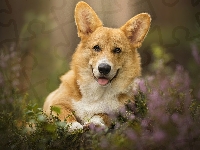 Pies, Mordka, Welsh corgi pembroke, Wrzosy, Język