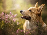 Mordka, Pies, Welsh corgi pembroke, Wrzos
