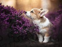 Szczeniak, Pies, Welsh corgi pembroke, Wrzośce