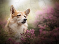 Mordka, Pies, Welsh corgi pembroke, Wrzosy