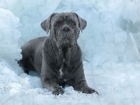 Cane corso, Grafitowy, Pies, Lód