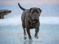 Cane corso, Grafitowy, Pies, Woda