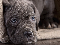 Cane corso, Pies, Szczeniak, Legowisko