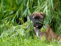 Cane Corso, Piesek, Szczeniak, Wierzba