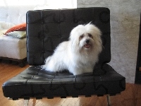 Coton de Tulear, fotel