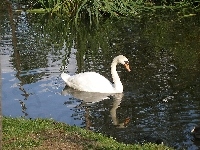 Cygnus