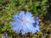 Cykoria, Niebieski, Kwiat, Podróżnik