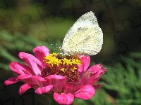Kwiat, Motyl, Bielinek, Cynia