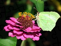 Kwiat, Motyl, Cytrynek, Cynia