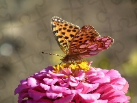 Latonia, Motyl, Dostojka, Cynia