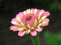 Cynia, Kwiat, Przyroda