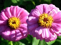Cynia, Kwiat, Przyroda
