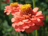 Cynia, Kwiat, Przyroda