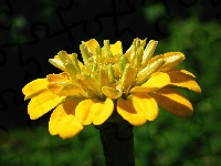 Cynia, Kwiat, Przyroda