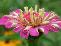 Cynia, Kwiat, Przyroda
