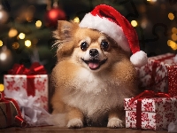 Pies, Czapka, Chihuahua, Prezenty, Mikołaja