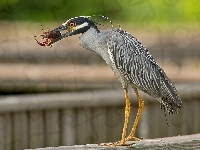 Heron, Czapla, Rak