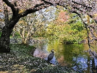 Staw, Wiosna, Park, Czapla