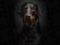 Czarne, Doberman, Portret, Tło