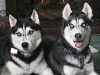 czarne, dwa, Siberian Husky