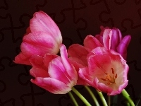 Czarne, Różowe, Tulipany, Tło