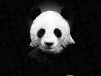 Biała, Czarno, Panda