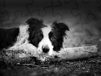 Czarno, Border Collie, Drewno, Białe