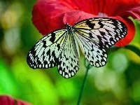 Czarno, Motyl, Czerwony, Kwiat, Biały