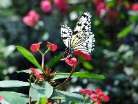 Czarno, Motyl, Egzotyczny, Kwiat, Biały