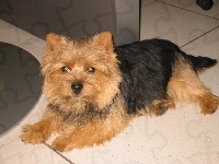 czarno-rudy, Norwich terrier