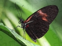 Czarnobrązowy, Motyl