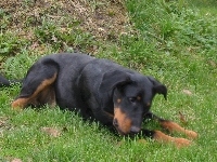 Czarny, Beauceron