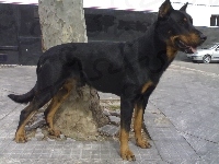 Czarny, Beauceron