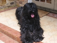 Czarny, Briard