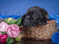 Koszyk, Czarny, Cane Corso, Piwonie